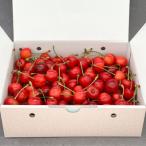 ふるさと納税 北杜市 完熟大玉さくらんぼ 2〜3L バラ詰め 約1000g (佐藤錦または紅秀峰およびその優良系統)