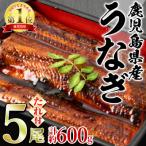 並サイズの満足感のうなぎ蒲焼 無頭 5尾