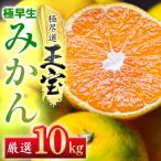 極早生みかん 10kg