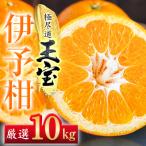 玉宝伊予柑 10kg