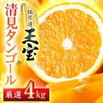 玉宝清見タンゴール 4kg