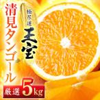玉宝清見タンゴール 5kg