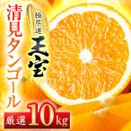 玉宝清見タンゴール 10kg