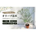 小豆島で育ったオリーブ苗木 ご自宅やお店のシンボルツリー…