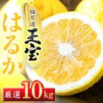 玉宝はるか 10kg
