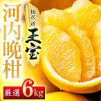 玉宝河内晩柑 6kg