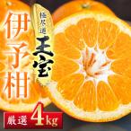 玉宝伊予柑 4kg
