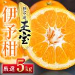 玉宝伊予柑 5kg