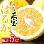 玉宝はるか 5kg