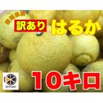 ふるさと納税 松山市 【2月中旬〜順次発送予定】美味しい訳ありはるか10キロ