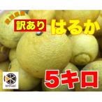 美味しい訳ありはるか5キロ