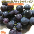 紀州有田産ブラックオリンピア ハチミツぶどう 約2kg