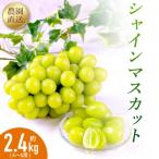 ショッピングふるさと納税 シャインマスカット ふるさと納税 筑後市 農園直送!シャインマスカット2.4kg(4〜5房)朝採れ 糖度18度以上 【2026年8〜9月発送】
