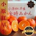ご家庭向け 真っ赤なお蜜柑 小原紅早生 約3kg