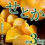 柑橘界の大トロ せとか 約3kg