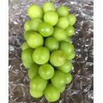 ふるさと納税 橋本市 【2026年夏発送】先行受付 旬のシャインマスカット詰め合わせ約1.8キロ(和歌山県橋本市産)