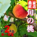 ふるさと納税 大網白里市 品種おまかせ 旬の桃 約2kg(6〜8玉) 朝どれ 農家直送【6月中旬から順次発送予定】