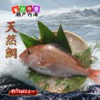 朝1番水揚げされた天然真鯛を直送致します