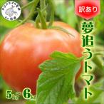 夢追うトマト 5kg〜6kg