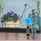 キリン型のアイアン鉢 ビオラ パンジーの寄せ植え