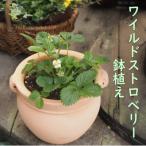 幸せを運ぶ と呼ばれているワイルドストロベリーの鉢植え