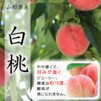 ふるさと納税 中山町 令和7年産先行受付 山形県中山町産白桃3kg 品種おまかせ 軟らかくなる桃