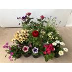 ふるさと納税 相生市 【通年受付】季節の花苗セット(10〜16ポット)