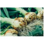 ショッピングふるさと納税 玉ねぎ ふるさと納税 水俣市 【先行予約・2026年1月下旬より順次発送】1年に1度!感動の甘さを葉付きで味わうサラダ玉ねぎ2kg