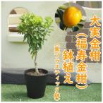 大実金柑の鉢植え 普通のキンカンより実が一回り大きい品種
