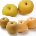 ふるさと納税 つくばみらい市 梨 3品種食べ比べ 1品種あたり5〜8個 県内共通返礼品