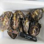生食用 さこし牡蠣 ぷりみ 1kg