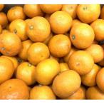 ふるさと納税 伊予市 訳あり温州みかん5kgご家庭用 先行予約 柑橘 伊予市【2025年11月上旬以降順次発送】
