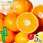 みかん 5kg