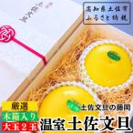 〈土佐文旦の藤岡〉 温室土佐文旦 先行受付