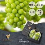 ショッピングふるさと納税 シャインマスカット ふるさと納税 岡山市 【2026年分】ブランドシャインマスカット『MiiinoMuscat』2房(1.6kg以上)