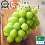 ショッピングふるさと納税 シャインマスカット ふるさと納税 佐渡市 【2026年9月発送分】訳あり　シャインマスカット2kg　3〜4房　佐渡島産