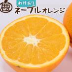 ネーブルオレンジ5kg+250g 傷み補償分