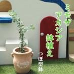 ミモザアカシアの鉢植え つぼ型テラコッタ鉢