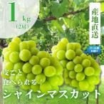 ショッピングふるさと納税 先行予約 ふるさと納税 南アルプス市 先行予約　2026年発送分　新鮮なフルーツをクール便発送　シャインマスカット　1kg(2房)