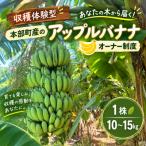 あなたの木から届く 沖縄 産のアップルバナナ
