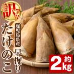 訳あり 早掘りたけのこ 約2kg