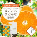 紅まどんなと同品種 愛媛果試28号 箱入り