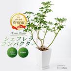 ふるさと納税 指宿市 【観葉植物】シェフレラ コンパクター60cm〜80cm(014-1740)