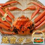 越前がに 900g×1杯
