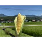 ふるさと納税 茅野市 【八ヶ岳産】スイートコーン ともろこし グラビス(黄色と白の粒が特徴) 4kg