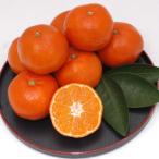 ふるさと納税 小豆島町 【さぬき讃フルーツ】金時紅みかん (小原紅早生) 約5kg