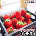朝摘み 完熟 まりひめ いちご 約300g×4パック