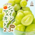 ふるさと納税 山梨市 【訳あり】 池田青果のシャインマスカット2房〜3房 1.1kg ふるさと納税