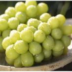 ショッピングふるさと納税 シャインマスカット ふるさと納税 塩尻市 【数量限定】【家庭用】塩尻市産シャインマスカット約1.8kg 2026年9月下旬より順次発送予定