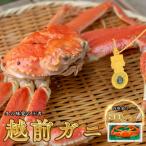 越前がに 800g×1杯